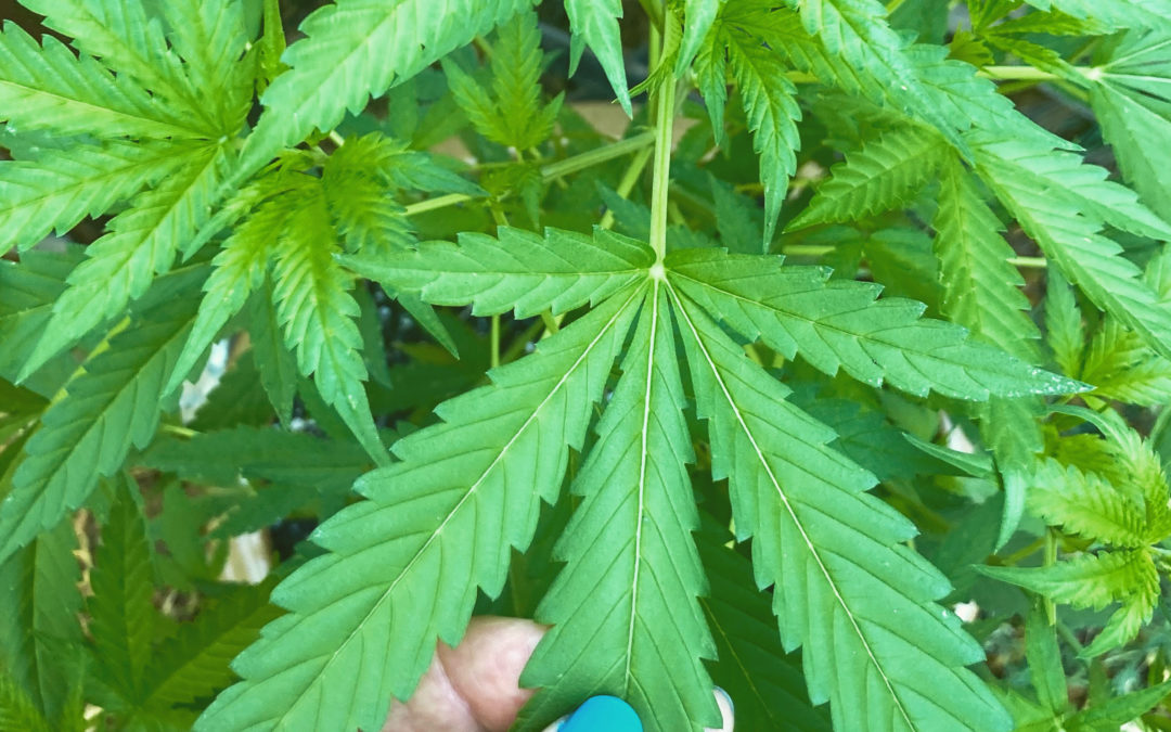CBD From Marijuana?