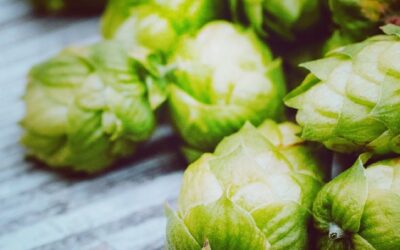 Hops Benefits for Joint Comfort | Why Canna Joint Relief Includes Hops