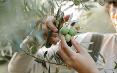 The Ancient Power of Olive Oil: Why It’s at the Heart of the Canna Joint Relief Family of Products